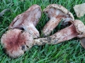 15 Hygrophorus russula